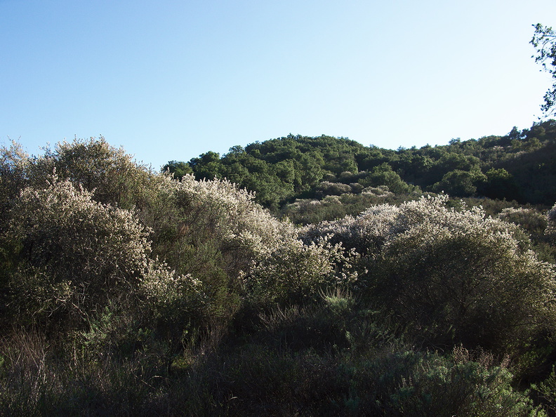 Ceanothus-megacarpus-big-pod-ceanothus-covering-hillsides-Malibu-Springs-trail-2013-01-27-IMG_3366.jpg