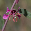 Clarkia-unguiculata-elegant-clarkia-Kanan-Dume-trail-2011-04-29-IMG 2057