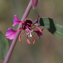 Clarkia-unguiculata-elegant-clarkia-Kanan-Dume-trail-2011-04-29-IMG 2057