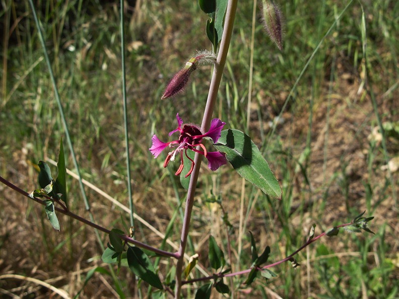 Clarkia-unguiculata-elegant-clarkia-Kanan-Dume-trail-2011-04-29-IMG_7735.jpg