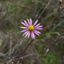 Corethrogyne-filaginifolia-cudweed-aster-Malibu-Springs-trail-2013-01-27-IMG 3310