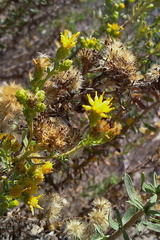 Grindelia-sticky-flower-composite-blooming-in-drought-Leo-Carrillo--20130805 013 1