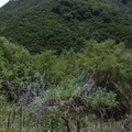 Lupinus-sp-longifolius-bush-lupine-with-trunks-Kanan-Dume-trail-2011-04-29-IMG_7704.jpg