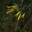 Nicotiana-glauca-tree-tobacco-yellow-flowers-Kanan-Dume-trail-2011-04-29-IMG 7709