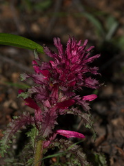 Pedicularis-densiflora-Indian-warrior-Kanan-Zume-trail-2011-02-13-IMG 1734