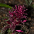 Pedicularis-densiflora-Indian-warrior-Kanan-Zume-trail-2011-02-13-IMG_1734.jpg