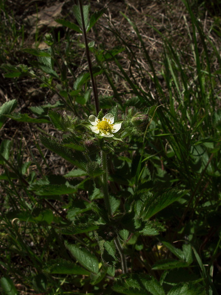 Potentilla-glandulosa-sticky-cinquefoil-Kanan-Dume-trail-2011-04-29-IMG_7728.jpg