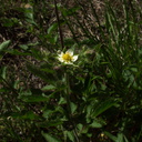 Potentilla-glandulosa-sticky-cinquefoil-Kanan-Dume-trail-2011-04-29-IMG 7728