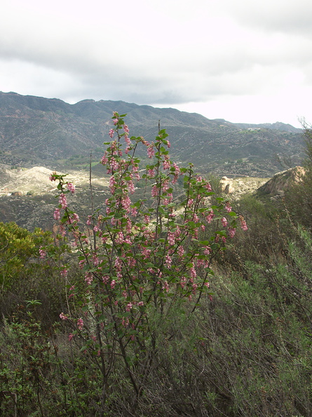 Ribes-malvaceum-chaparral-currant-habitat-Malibu-Springs-trail-2013-01-27-IMG_3327.jpg