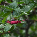Ribes-speciosum-fuchsia-flowered-gooseberry-Malibu-Springs-trail-2013-01-27-IMG 3330