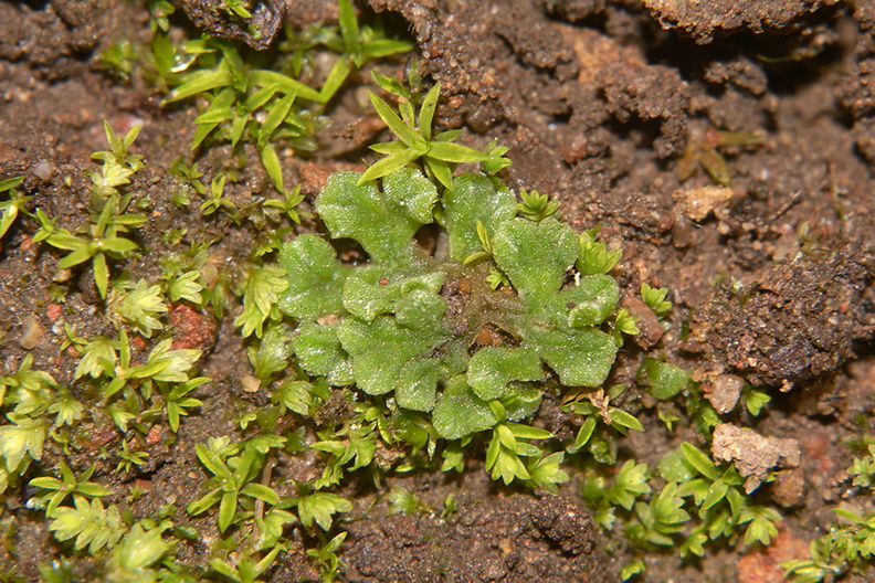 Riccia-sp-thallose-liverwort-Backbone-Trail-Zuma-Canyon-2013-01-07-IMG 7152