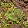 Riccia-sp-thallose-liverwort-Backbone-Trail-Zuma-Canyon-2013-01-07-IMG_7152.jpg