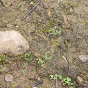Riccia-sp-thallose-liverwort-Malibu-Springs-trail-2013-01-27-IMG 3307