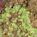 Riccia-sp-thallose-liverwort-Malibu-Springs-trail-2013-01-27-IMG 7228
