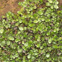 Targionia-sp-thallose-liverwort-Malibu-Springs-trail-2013-01-27-IMG 7234