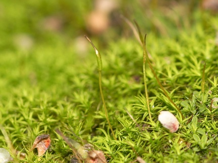 apple-green-moss-with-sporophytes-indet-Malibu-Springs-trail-2013-01-27-IMG 7257