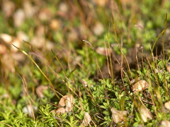 apple-green-moss-with-sporophytes-indet-Malibu-Springs-trail-2013-01-27-IMG 7259