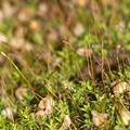 apple-green-moss-with-sporophytes-indet-Malibu-Springs-trail-2013-01-27-IMG_7259.jpg