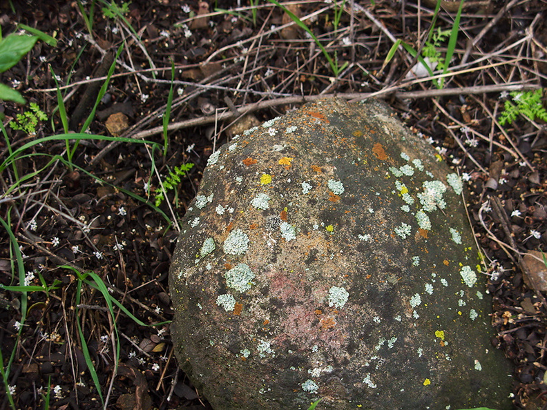 lichens-on-rock-Malibu-Springs-trail-2013-01-27-IMG_3339.jpg