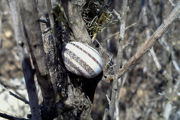 tree-snail-surviving-drought-Leo-Carrillo--20130805 002 1