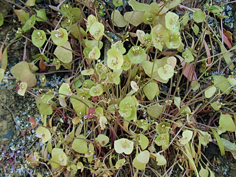 Claytonia-perfoliata1-2004-04-07.jpg