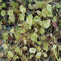 Claytonia-perfoliata1-2004-04-07.jpg