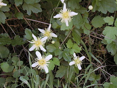 Clematis-ligusticifolia7-2004-04-07