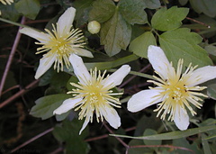 Clematis-ligusticifolia8-2004-04-07
