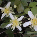 Clematis-ligusticifolia8-2004-04-07
