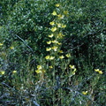Dendromecon-rigida-plants2-2004-04-07