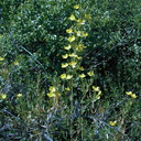 Dendromecon-rigida-plants2-2004-04-07