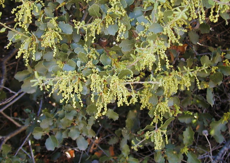 Quercus-sp1-2004-04-07