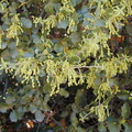 Quercus-sp1-2004-04-07