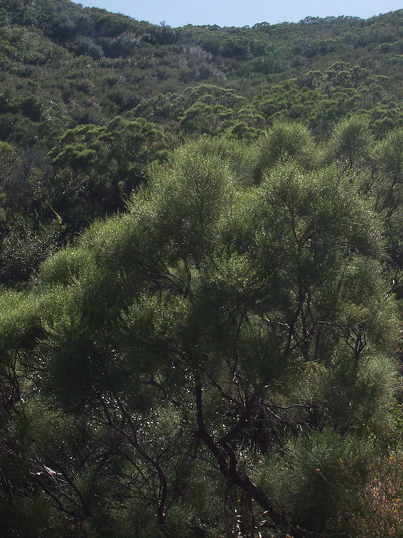 Adenostoma-sparsifolium-red-ribbon-wood-hillside-Mishe-Mokwa-Santa-Monica-Mts-2012-05-31-IMG 1902