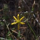 Bloomeria-crocea-gold-stars-Mishe-Mokwa-Santa-Monica-Mts-2012-05-31-IMG 1829