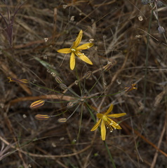 Bloomeria-crocea-gold-stars-Mishe-Mokwa-Santa-Monica-Mts-2012-05-31-IMG 4977