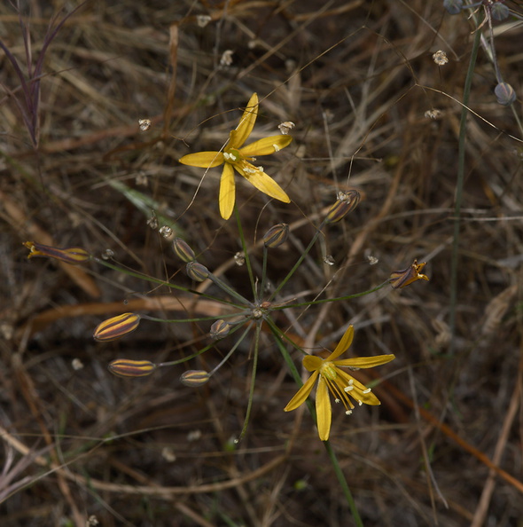 Bloomeria-crocea-gold-stars-Mishe-Mokwa-Santa-Monica-Mts-2012-05-31-IMG_4977.jpg