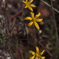 Bloomeria-crocea-goldenstar-Mishe-Mokwa-Santa-Monica-Mts-2016-04-22-IMG 3093