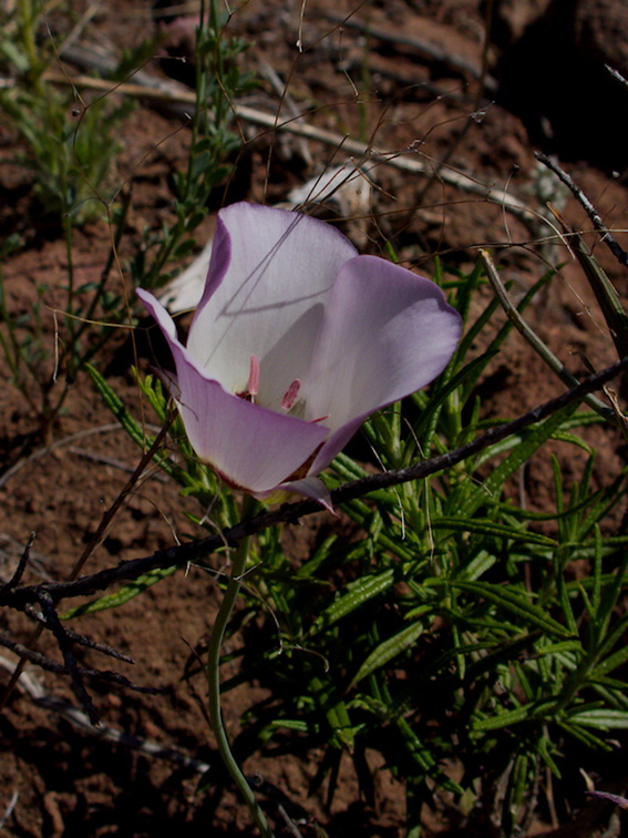 Calochortus-catalinae-mariposa-lily-Mishe-Mokwa-trail-2016-04-22-IMG 6748