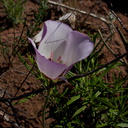 Calochortus-catalinae-mariposa-lily-Mishe-Mokwa-trail-2016-04-22-IMG 6748