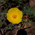 Calochortus-clavatus-yellow-mariposa-Mishe-Mokwa-Santa-Monica-Mts-2016-04-22-IMG_3101.jpg