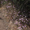 Clarkia-cylindrica-habitat-Mishe-Mokwa-Santa-Monica-Mts-2012-05-31-IMG 1872