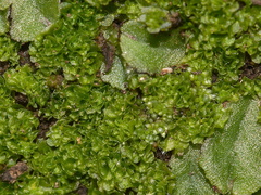 Fossombronia-sp-leafy-liverwort-Mishe-Mokwa-trail-Sandstone-Peak-2012-12-23-IMG 7039