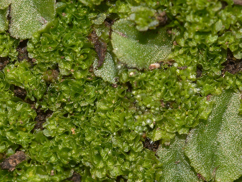 Fossombronia-sp-leafy-liverwort-Mishe-Mokwa-trail-Sandstone-Peak-2012-12-23-IMG_7039.jpg