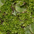 Fossombronia-sp-leafy-liverwort-Mishe-Mokwa-trail-Sandstone-Peak-2012-12-23-IMG 7039