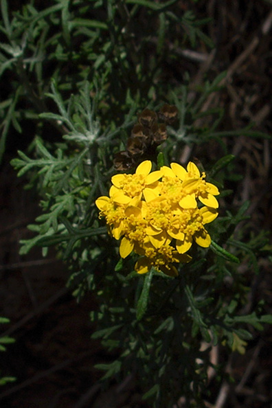 Hemizonia-sp-minthornii-Santa-Susana-tarweed-Mishe-Mokwa-Santa-Monica-Mts-2012-05-31-IMG 1838