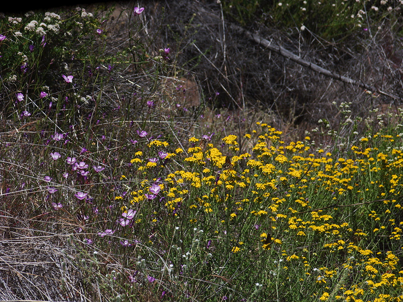 Hemizonia-sp-minthornii-Santa-Susana-tarweed-Mishe-Mokwa-Santa-Monica-Mts-2012-05-31-IMG_1839.jpg