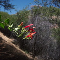 Keckiella-cordifolia-heart-leaved-penstemon-Mishe-Mokwa-Santa-Monica-Mts-2012-05-31-IMG 1836
