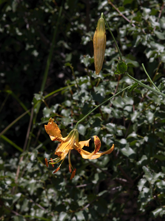 Lilium-humboldtii-Humboldt-lily-Mishe-Mokwa-Santa-Monica-Mts-2012-05-31-IMG 4994