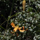 Lilium-humboldtii-Humboldt-lily-Mishe-Mokwa-Santa-Monica-Mts-2012-05-31-IMG 4994